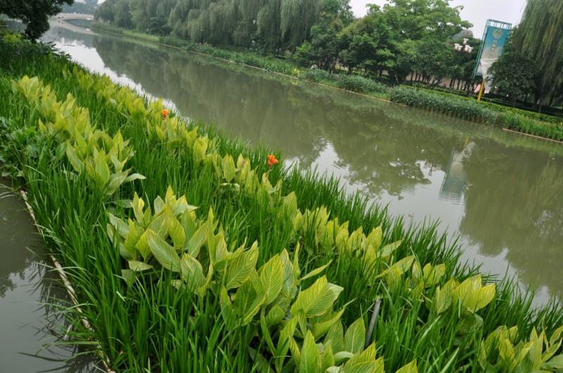 里水首個生態浮島落水，整治著見成效