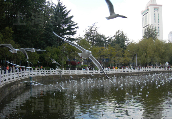 云南翠湖公園生態(tài)治理工程