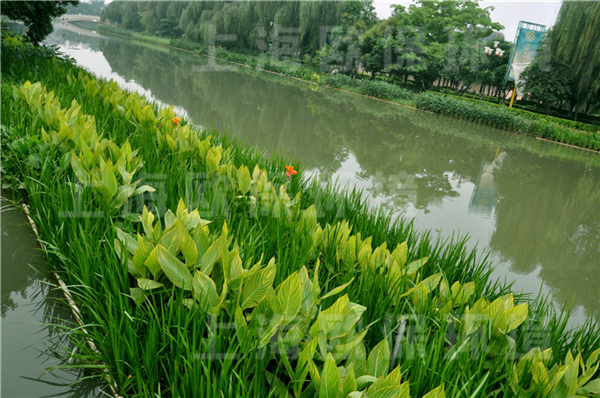 抗風浪型生態浮島上的水生植物生長繁殖，水色恢復