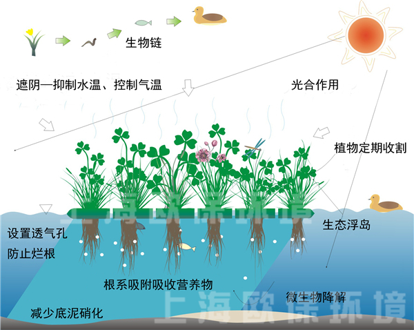 多年生抗風浪型生態浮島凈水原理圖