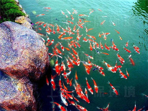 浸沒式生物過濾器使用案例——對魚類生活無任何影響