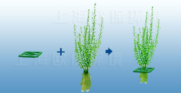 叢生型生態浮島植物種植方式