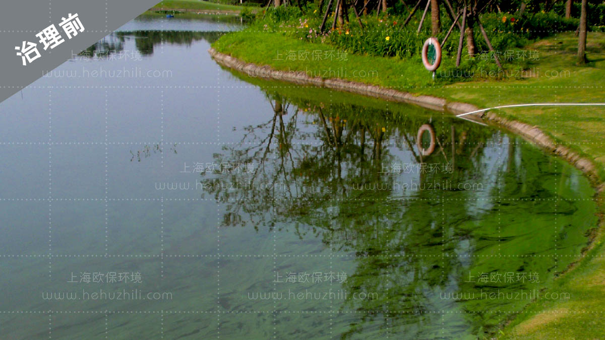 使用前-湯臣高爾夫景觀湖藍藻水華滋生