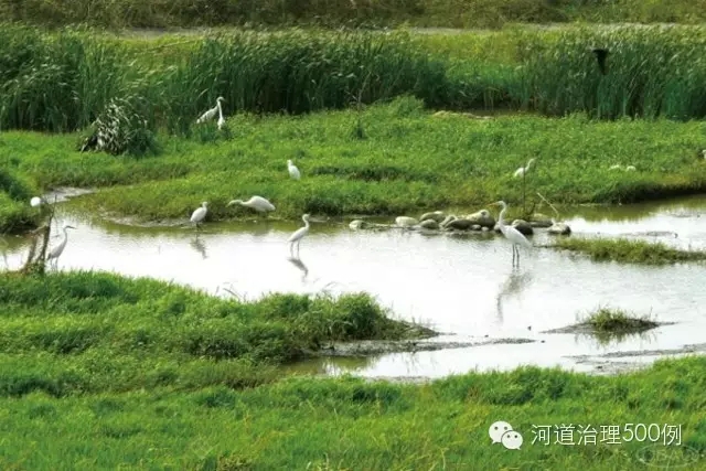 生態池