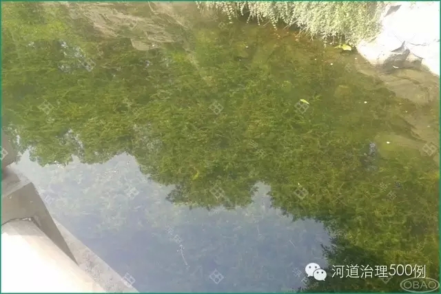 沉水植被剛栽種后沉水植栽種一個月后