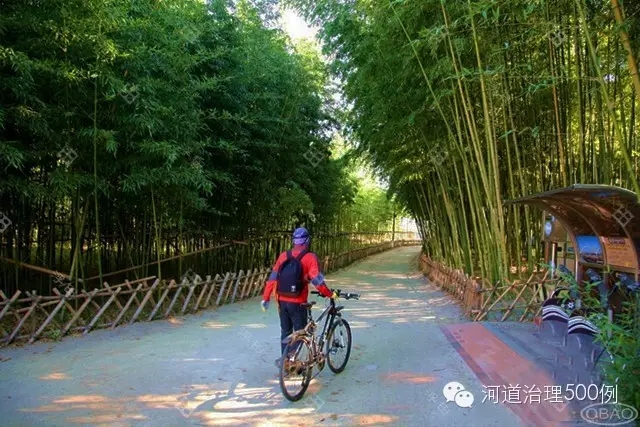 太和江旁十里竹林成為市民休閑絕佳去處