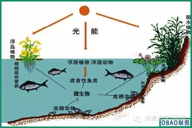 河道生物多樣性