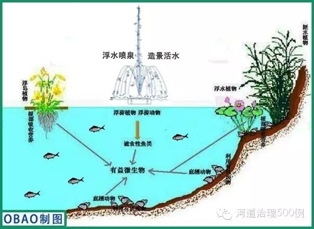 水體生態(tài)系統(tǒng)構建示意圖