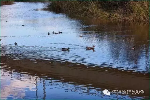 2010年，對河流及其自然生境的恢復，使一些本土的動植物得以保護