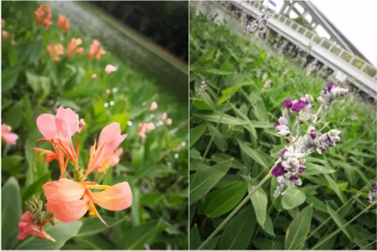 美麗的水生植物妝點著河道