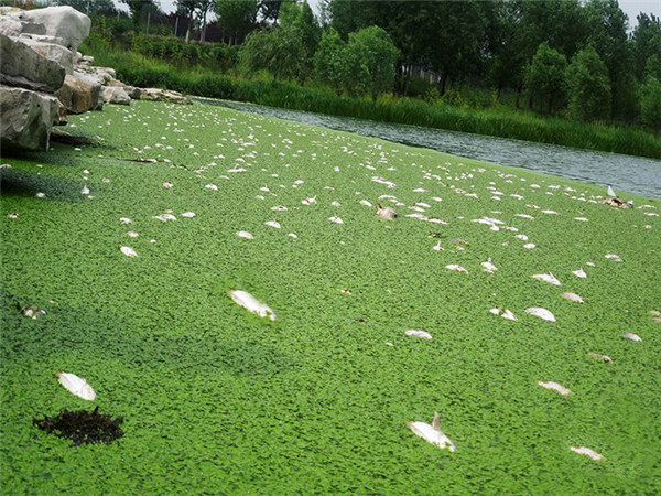 浮萍泛濫消耗水中溶解氧致使魚類死亡