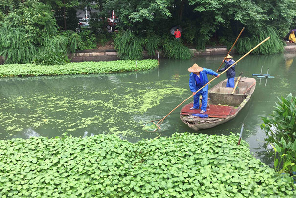 經(jīng)過經(jīng)理的河段，浮萍依然存在，如不打撈，浮萍將再次爆發(fā)