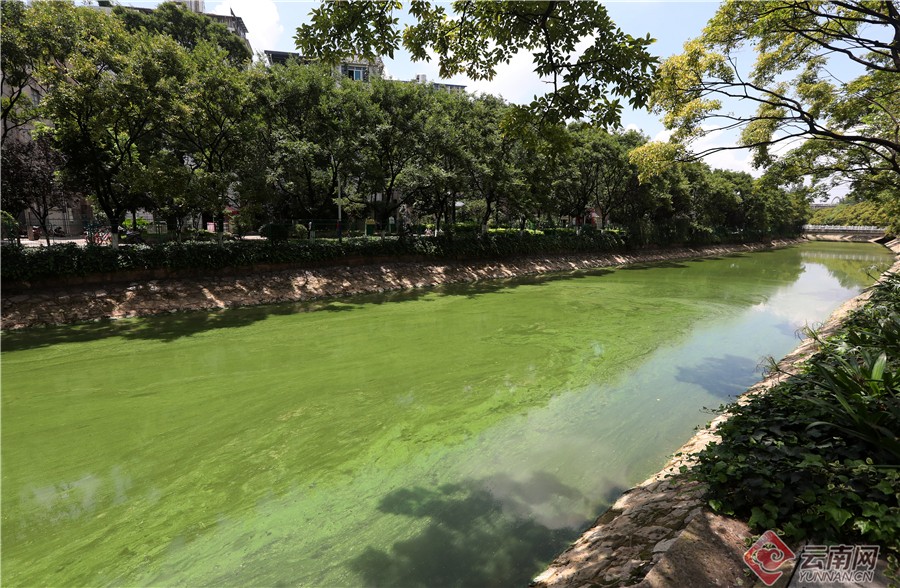 昆明大觀河道出現藍藻水華富集 市民希望及時開展除藻作業