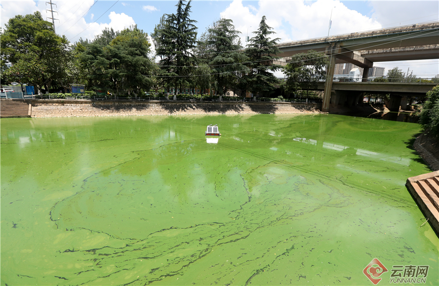 昆明大觀河道出現藍藻水華富集 市民希望及時開展除藻作業