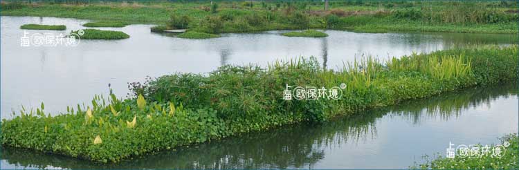 浮田型生態浮島上種植植物種類豐富，凈化河道效果更加