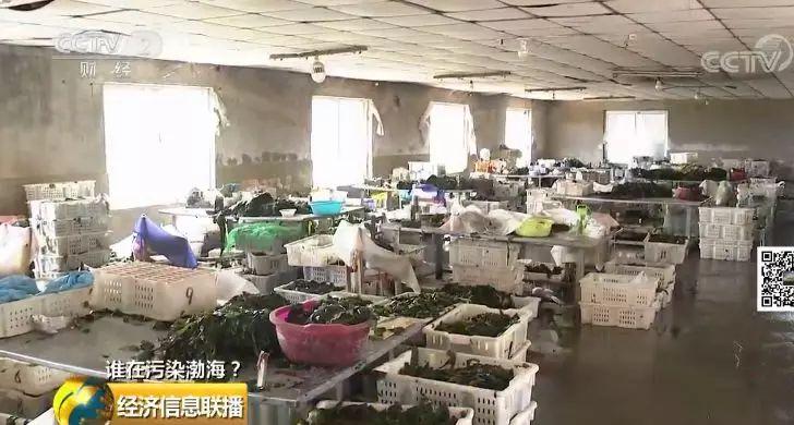 26 一家海帶廠多個排污口黑臭水入渤海