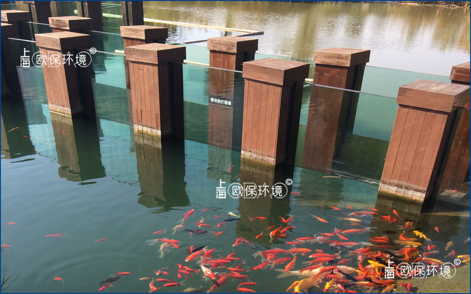 濕地公園水下長廊，廊道觀賞魚養殖及水凈化