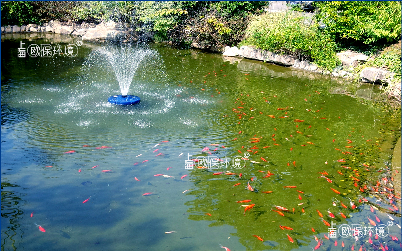 科技園休閑花園池塘，觀賞魚養殖及水凈化