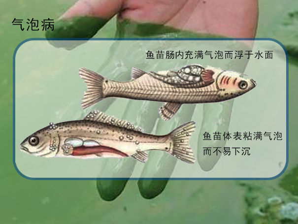 因為高pH情況下，陽光暴曬溶解氧過飽和，導(dǎo)致魚蝦因氣泡病而死亡。