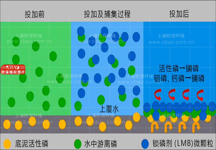 ZIPBIO-C生物倍增菌方（生物蠟塊）