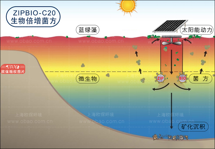 ZIPBIO-C生物倍增菌方（生物蠟塊）