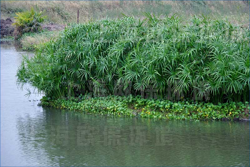 浮田型浮動濕地實現植物全覆蓋，凈水效果更強