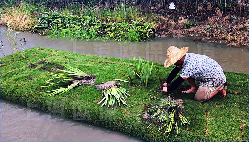 水生植物及浮動系統(tǒng)可以載人，進行施工種植，維護保養(yǎng)