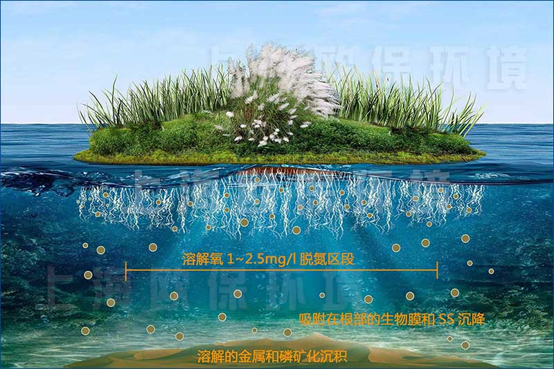 凈化農村污水新方式：構建水生植物及浮動系統